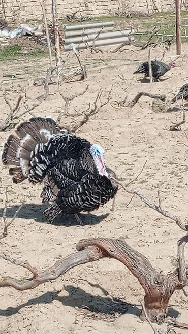 Gəmiricilər: Tecili Kanada hindusqa yumurtasi bugune otuz eded var 9 gunlukdr — 2