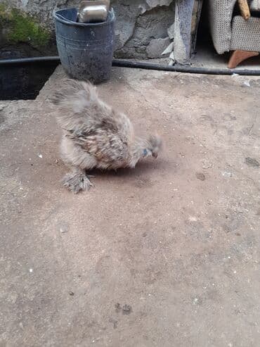 Toyuq, Damazlıq, Ödənişli çatdırılma — 2