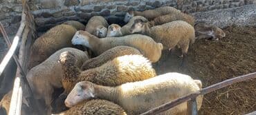 cins inekler: Quzu, Erkək, ay: 8, 42 kq, Ətlik, Ünvandan götürmə — 3