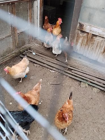 cins keci: Toyuq, Damazlıq — 7