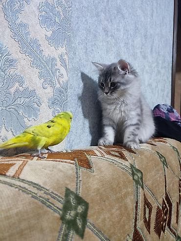 pişik geyimləri: Britan — 3