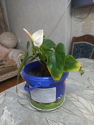 qab gulleri: Ağ çiçəkli anthurium (spathiphyllum tipli dekorativ ev bitkisi) - — 1