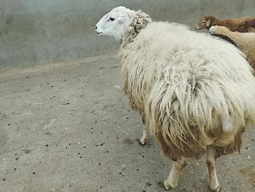 Erkək, il: 2, Damazlıq lalafo.az -da Erkək, il: 2, Damazlıq