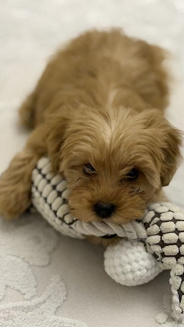 pomeran itleri: 3 ay, Dişi, Ünvandan götürmə — 5