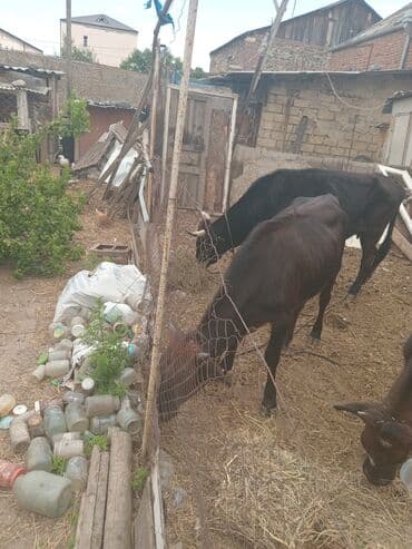 İtlər: Mal-qara satılır – gənc dana/buzaq sürüsü - Şəkillərdə bir neçə baş — 2