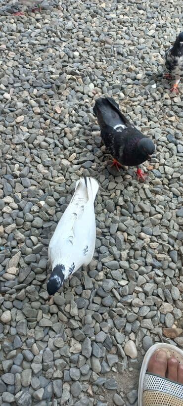 göyercin yuvası: Məhsul: Qüvvətli uçuş və baxımlı görünüşə malik ev göyərçinləri — 13