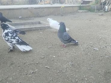 goyercin satisi: Gördüyünüz quwalarin bezileri satilir isdeyen osla elaqe saxlaya — 6