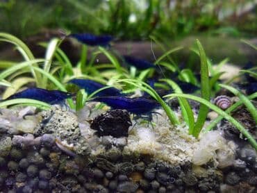 betta balıq: Sülhsevər, Rayonlara çatdırılma, Ünvandan götürmə, Ödənişli çatdırılma — 2