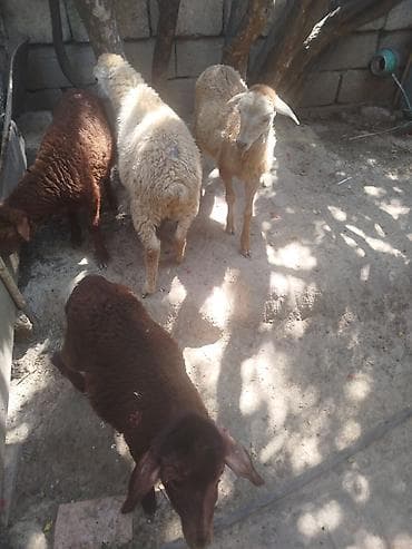 Quzular – qarışıq rənglərdə (tünd qəhvəyi və ağ). - Növ: yerli at lalafo.az Quzular – qarışıq rənglərdə (tünd qəhvəyi və ağ). - Növ: yerli