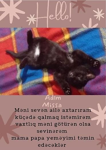 Pişiklər: Dişi, Yaxşı əllərə — 1