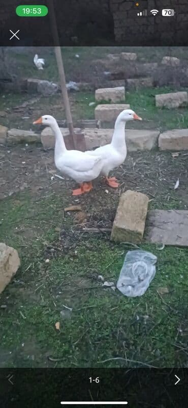 Gəmiricilər: Ağ qaz cütlüyü - Növ: ağ ev qazı - Say: 2 ədəd (cüt) - Rəng: tam ağ — 1