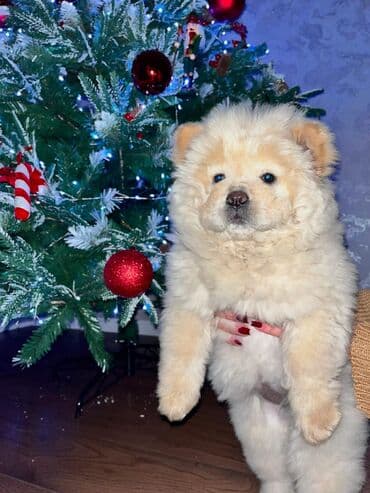 pitbull iti satilir: Çau-Çau, 2 ay, Erkek, Peyvəndli, Ünvandan götürmə, Pulsuz çatdırılma, Ödənişli çatdırılma — 4