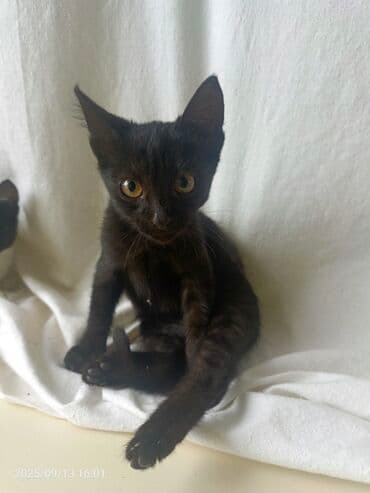 купить хаски щенка: В добрые руки — 2