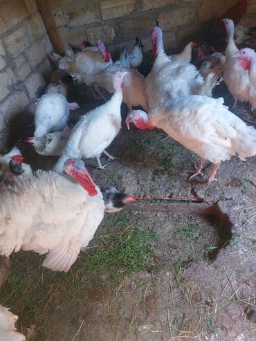 inek satışı: Satlir — 2