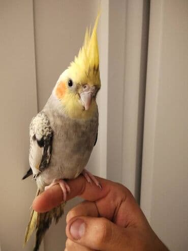 hazır hicablar: Tutuquşu Korella satılır Salam adı chipsidi öz qusumdu balacaliqdan — 1