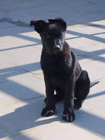 azeri it adlari: Peyvəndli — 1