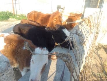 хаски цена в баку: Salam 5 eded disi danadi 2 si 1100 manatdan 3 de 900 manatdam Tam — 3