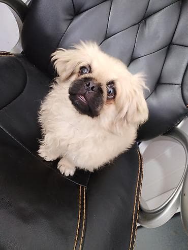 it pekines: Pekines — 2