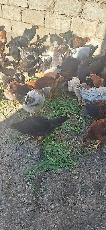 toyuglar: Kend çolpaları .Qiymet 6 manat 50 qepik — 5