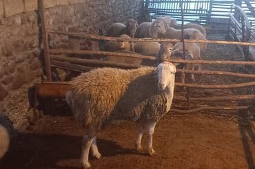 cuce yem qabi: Toxumluq qoç yaşı olmuyub hələ aktivliyi əladı qan testidə etdirmişəm — 2