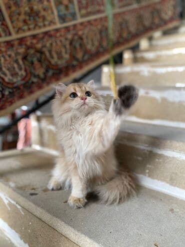 шиншилла котенок купить: Золотая шиншилла, Самец — 5