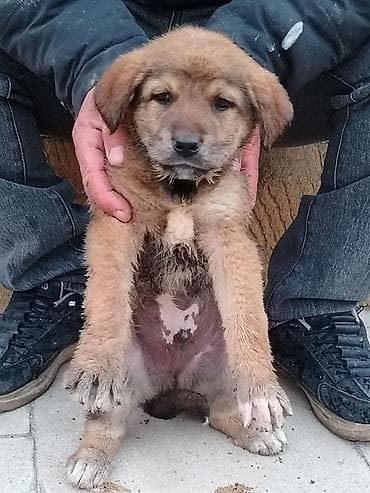 1 ay, Erkek, Pulsuz çatdırılma