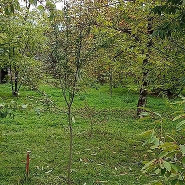 seyf qapilar ve darvazalar: Meyvə bağ sahəsi - Geniş, yaşıl ərazi: müxtəlif meyvə ağacları ilə — 4