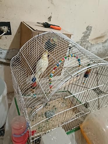 Heyvanlar üçün mallar: Salam bir cut karella satilir gorduyunuz her wey verilir. Sari Mayadi — 2