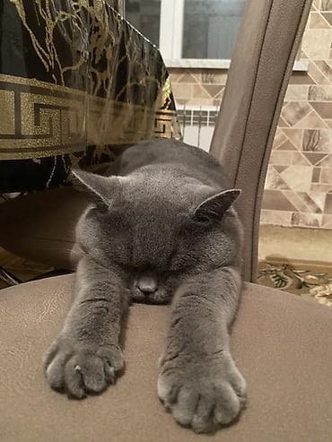 pişik tap az: Britan, Erkək, Cütləşmə üçün — 1