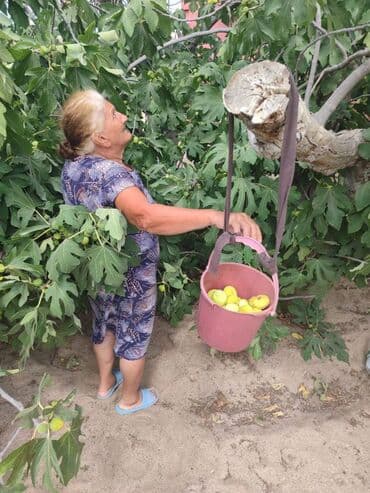 əncir qurusu: Pirşaĝı quru enciri. Yayda Pirşaĝıda quruduruq. Kohne sovet krovatinda — 5