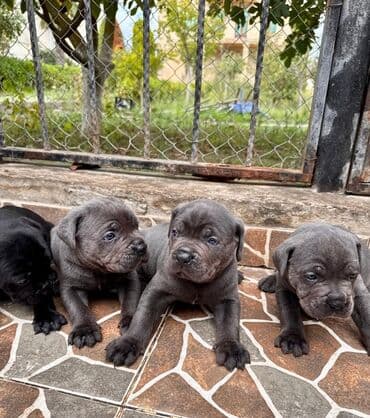 sort itler: Kane-Korso, 2 ay, Peyvəndli, Ünvandan götürmə — 4