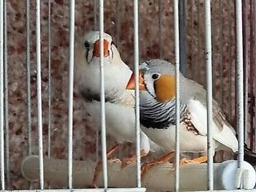 heyrati xoruzdarin satisi: Zebra ispinozu (Taeniopygia guttata) – dekorativ və çox sosial qəfəs — 10