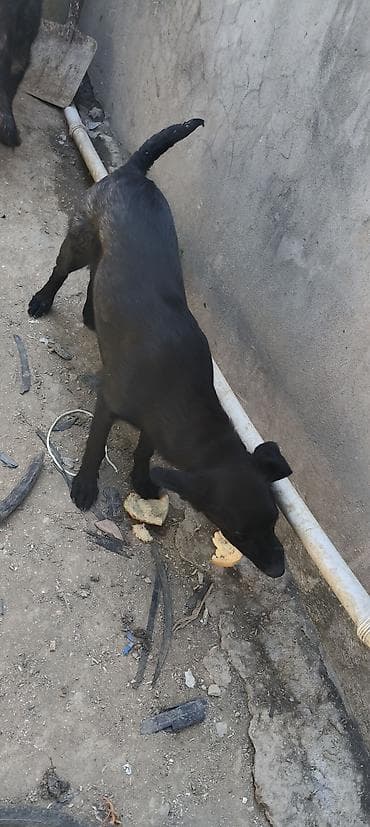 Labrador-retriver, 7 ay, Peyvəndli, Ünvandan götürmə — 3