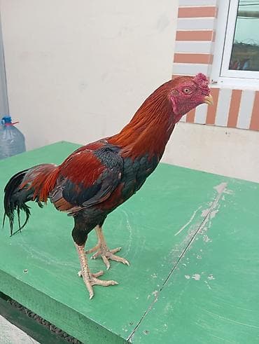 Toyuqlar: Xoruz, il: 2 — 3