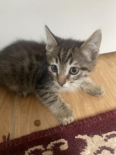 bala pişiylər: Yaxşı əllərə, Ünvandan götürmə — 2