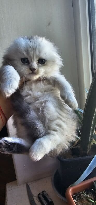 pişik sahiblendirme: Şinşilla, Erkək, Yaxşı əllərə, Ünvandan götürmə, Ödənişli çatdırılma — 3