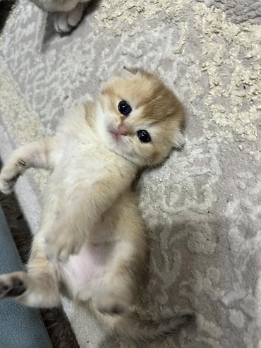 Britan, Dişi, Cütləşmə üçün, Pulsuz çatdırılma