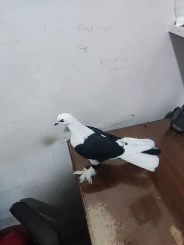 goyercin yuvasi satilir: Qara-ağ rəngli bəzək göyərçini - Rəng: qarışıq qara və ağ. Baş və — 1