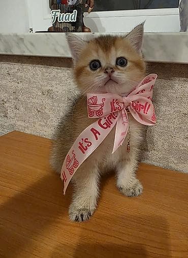 Quşlar: Britan, Dişi — 1