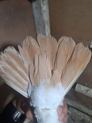 С/х животные и товары: Sarı boyunlar Hazır Çüt Bala Verən Erkəy Maya Real Alan Narhat Edsin — 6