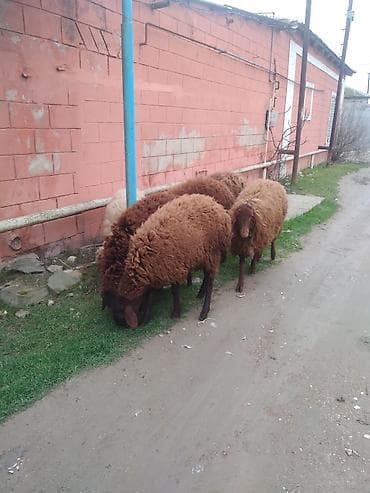 Бараны, овцы: Satılır: Qoyun sürüsü - Növ: Yerli ətlik/yunlu qoyunlar - Rənglər — 1