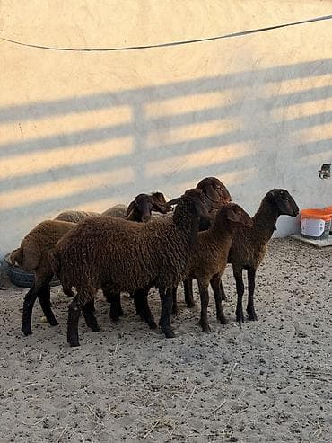 qoyun satsi: Quzu, Dişi, Qala, ay: 1, 22 kq, Damazlıq, Südlük, Ətlik, Ünvandan götürmə — 6