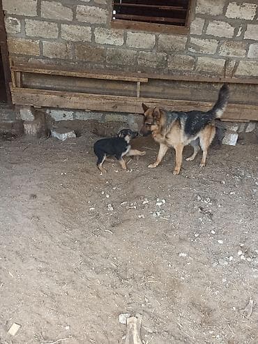 avcarka itleri: Alman çoban iti, 2 ay, Erkek — 1