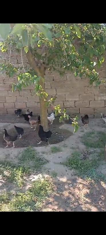 at satisi azerbaycan: ‼️ Təcili Satılır ‼️ 100 ədəd Kənd colpası 4 ayına kecib tam sağlam — 6
