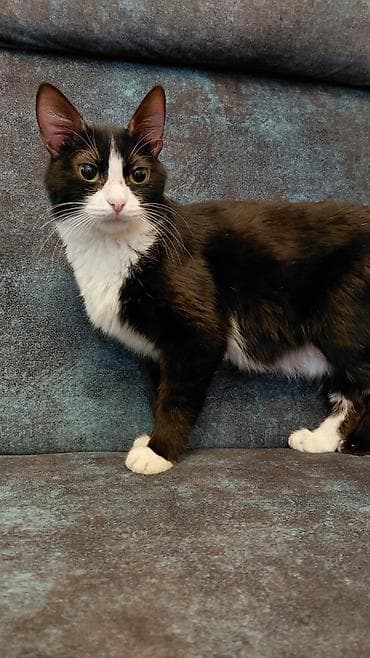 pişik həkimi: Dişi, Yaxşı əllərə, Ünvandan götürmə — 7