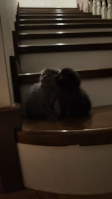 pişik tualet: Şotland yastı qulaq — 2