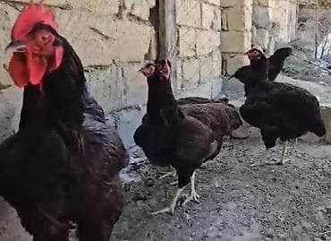 döyüş xoruzu: Toyuq, Damazlıq — 5