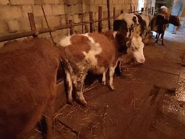 Atlar: Dana, buzov, Dişi, Simental, ay: 1, 100 kq, Ətlik, Ödənişli çatdırılma — 3