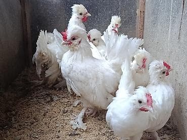 ag xoruz: Toyuq, Damazlıq, Ünvandan götürmə — 2