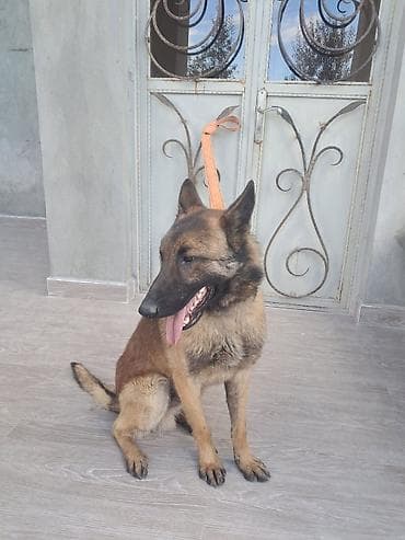 itlərin sekisi: Belçika çoban iti, 1 il, Erkek, Peyvəndli, Ünvandan götürmə — 3